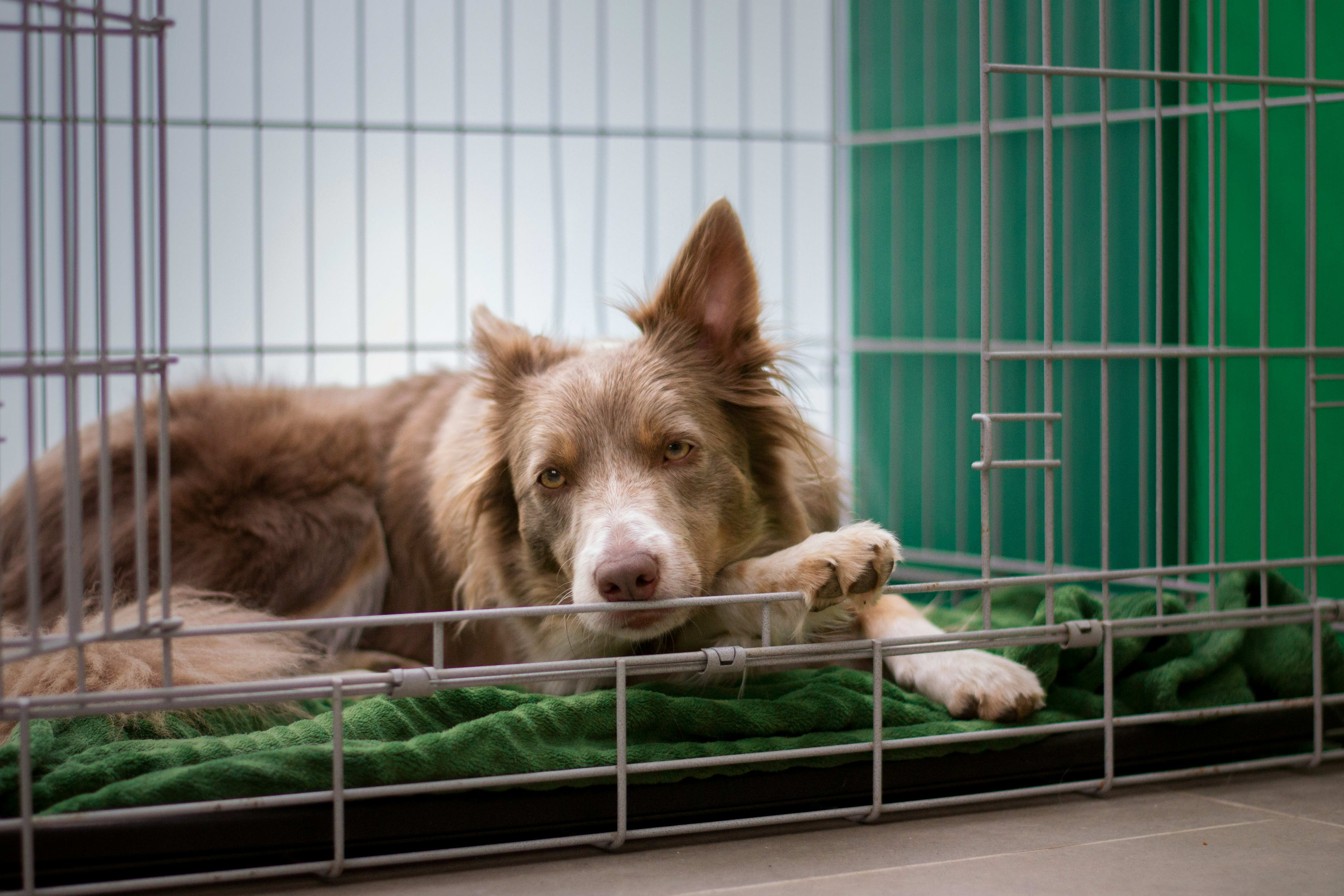 How to Crate Train a Puppy in 4 Easy Steps